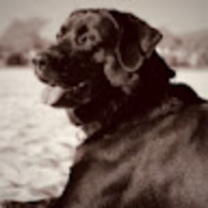 Meet your Posher, Guy